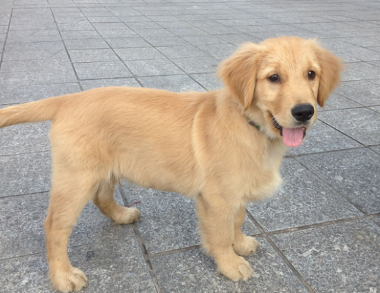 金毛幼犬怎么喂养呢