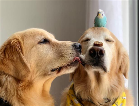 金毛幼犬吃什么食物最好