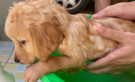 金毛犬多久洗一次澡比较好