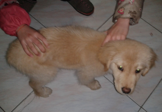 怎么样用奶瓶喂小金毛幼犬