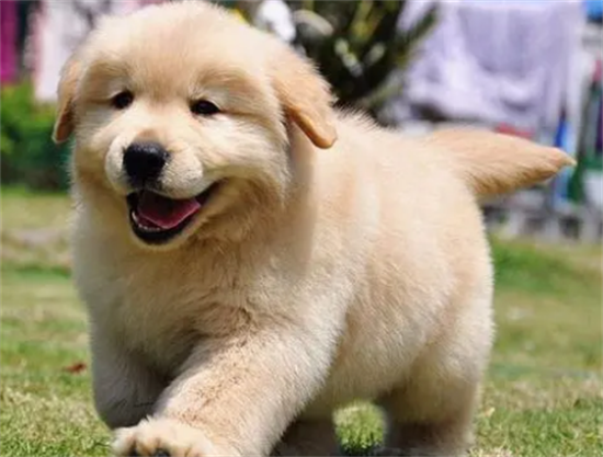 怎么样不让金毛犬破坏家具呢