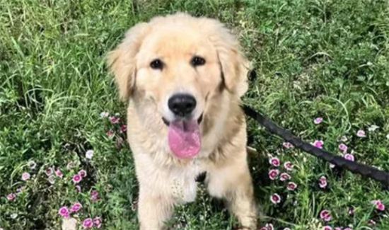 金毛犬来大姨妈是怎么样的呢