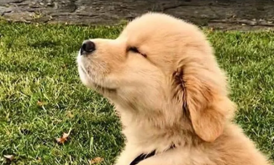 金毛犬腹部肿大，如何判断是否腹水？