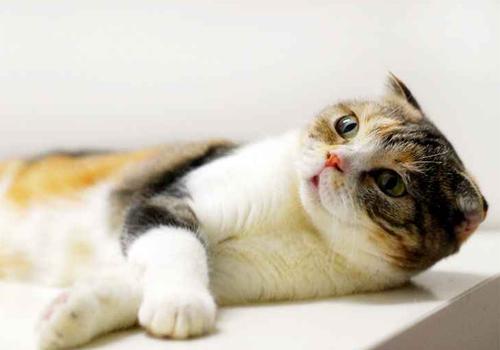 猫艾滋病是什么 猫艾滋病的传播途径是什么