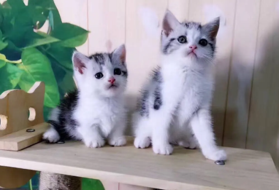 得过猫瘟的猫还会得吗？