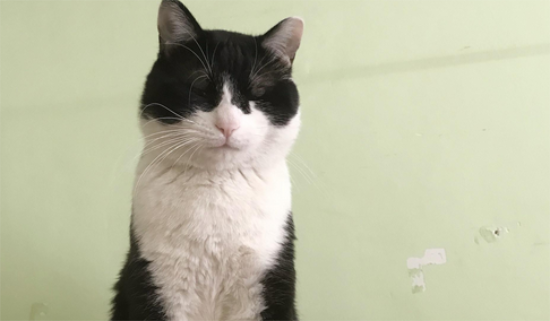 猫抓热是什么病 被猫抓了会得猫抓热吗