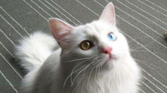 猫咪眼睛上方发红掉毛是什么病？