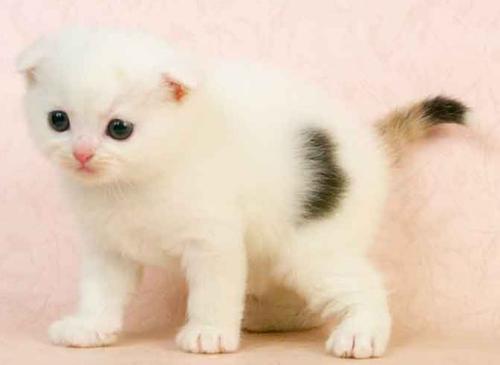波斯猫感冒了怎么办