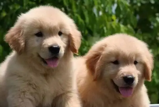 金毛幼犬怎么挑选