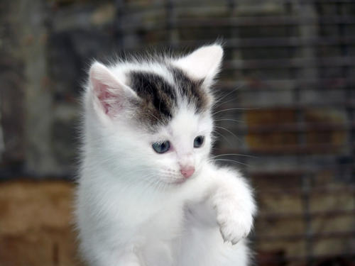 猫病毒性鼻气管炎是什么