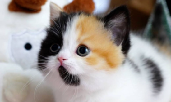 猫心脏病的早期症状