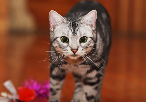 什么是猫口炎 导致猫口炎的因素有很多