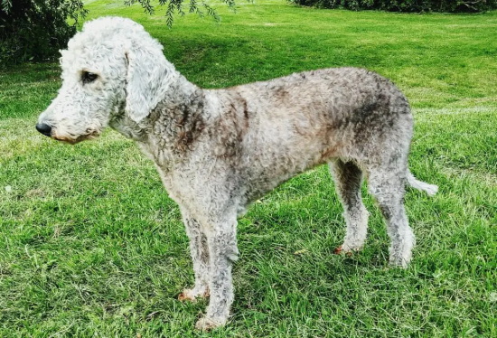狗狗怀孕后几个月生产？