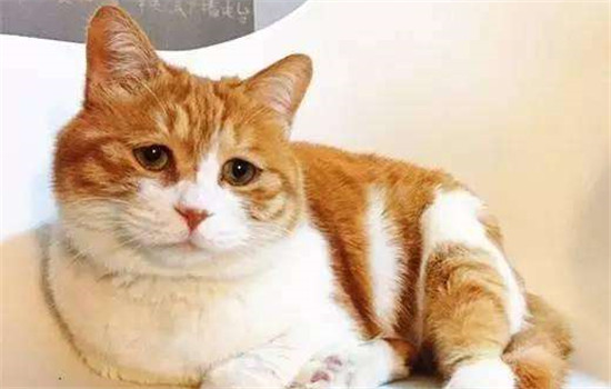 猫下泌尿道综合症的治疗及预防