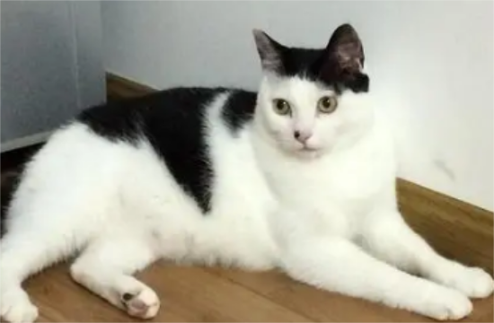 小猫睡觉呼吸急促 是什么原因