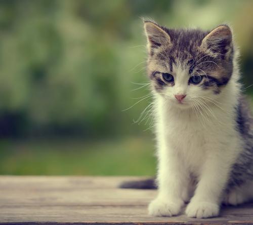 逗猫棒有什么技巧