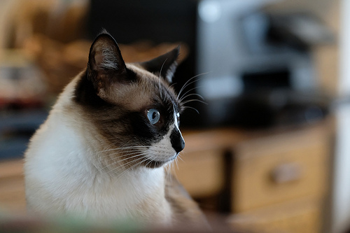 猫嗜酸性肉芽肿 你知道这是什么病吗？