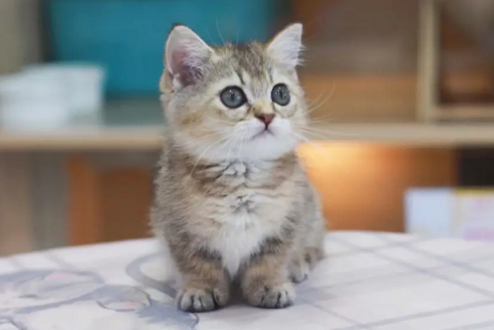 猫咪腹泻的原因及治疗方法