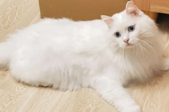 得过猫瘟的猫还会得吗 短期内的抗体并不好使哦