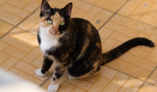 猫发出咔咔咔的声音是什么意思