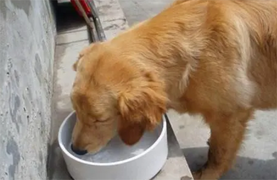 如何用狗粮诱金毛犬