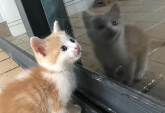 猫瘟会通过什么传染