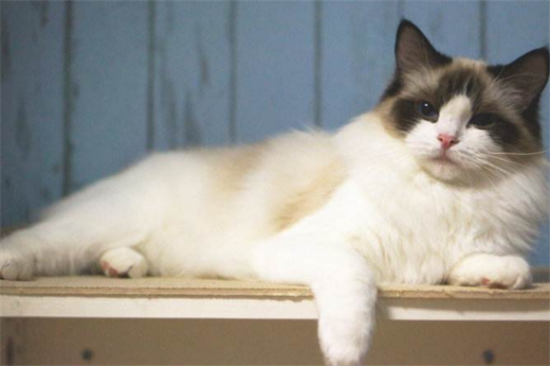 猫咪打疫苗只打了2针有效吗