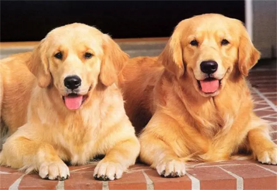 金毛犬好养吗?优缺点有哪些