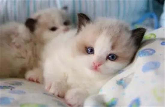 猫咪几岁才算成年
