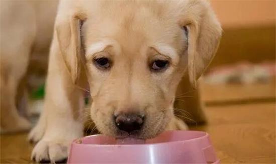 金毛幼犬不吃狗粮怎么办呢