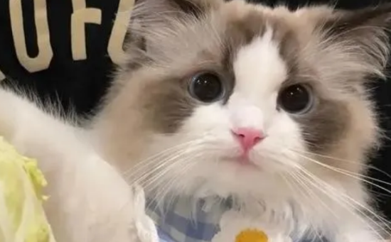 布偶猫感冒有什么症状 
