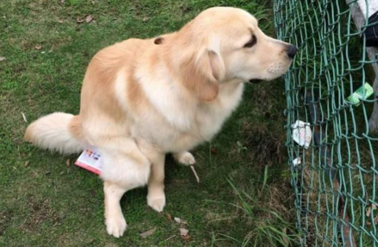 金毛犬怎么训练大小便？