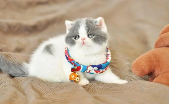 猫的肚子胀是为什么 导致猫咪肚子胀的原因有哪些