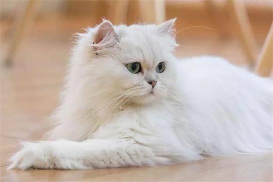 养猫应预防的人畜共患病