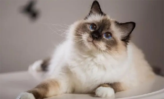 猫猫得毛囊炎了用什么药