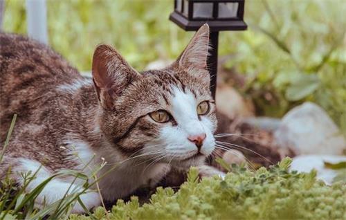 猫得了异食癖怎么治