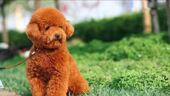 狗狗拉软便但很有精神怎么办？
