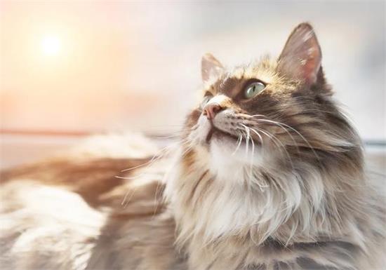 猫吐一长条粑粑 毛球症你需要重视