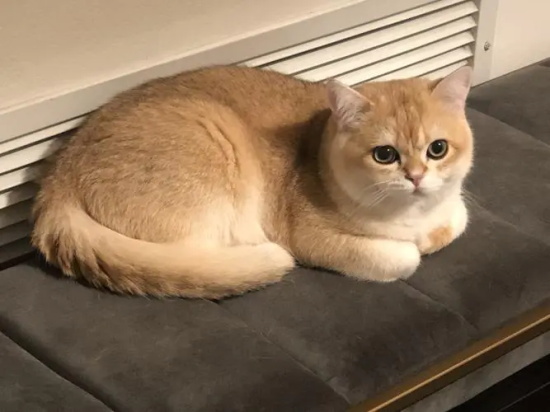 猫得抑郁症会慢慢好吗 主人能做些什么？