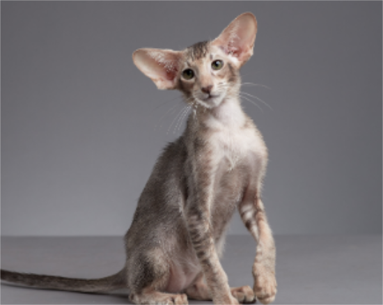 猫咪打了疫苗没有产生抗体 是疫苗失效了吗