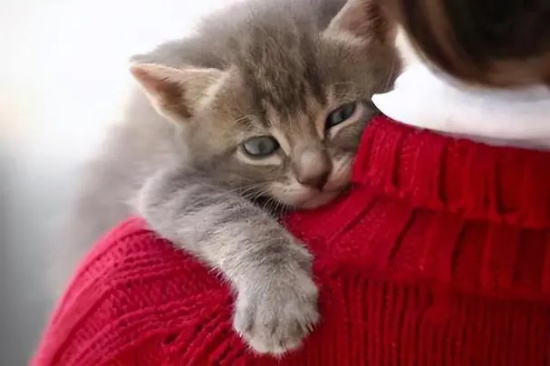 猫咪猫藓吃什么能增强抵抗力
