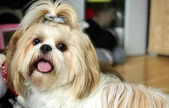 狗狗听的音乐有哪些