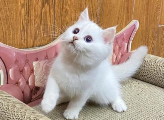 小猫什么时候吃驱虫药 