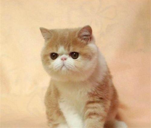 猫粮可以泡水吃吗？