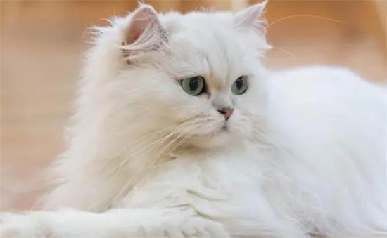 猫咪为什么喜欢靠下巴
