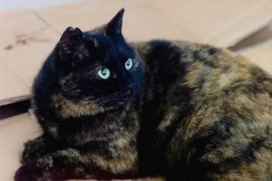 猫瘟症状 主人要及时带猫咪治疗呀