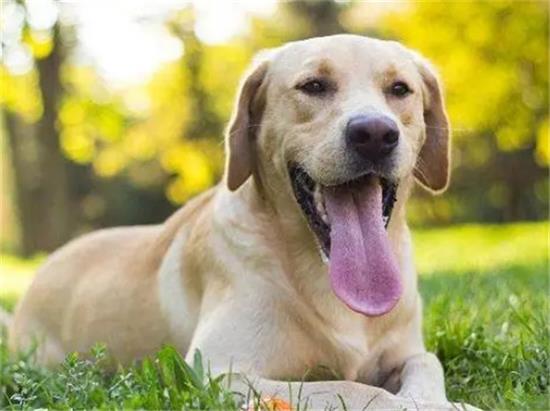 拉布拉多犬介绍简介