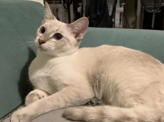 猫藓用什么药膏