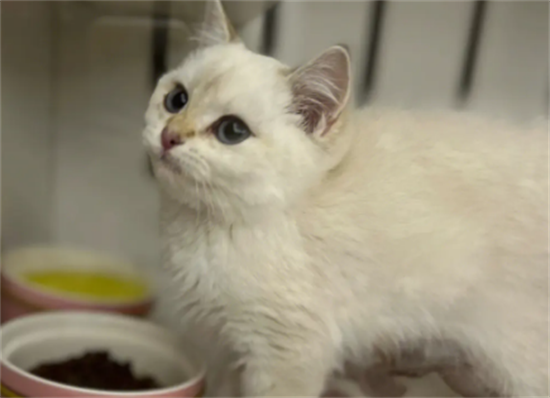 猫关节炎是什么 猫得了关节炎要怎么确诊
