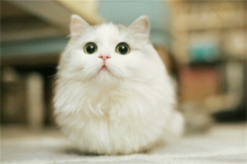 猫藓是什么原因引起的 知道原因才知道如何预防！